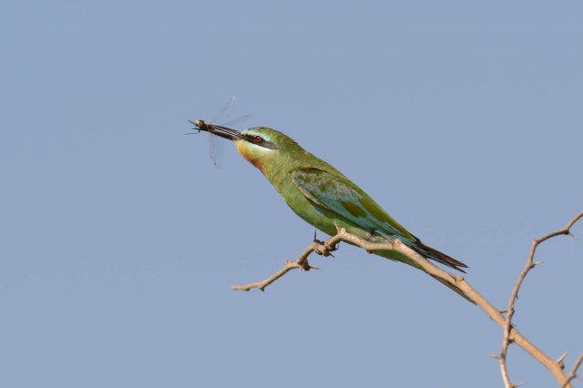 Guêpier de Perse / Blue-cheeked Bee-eater